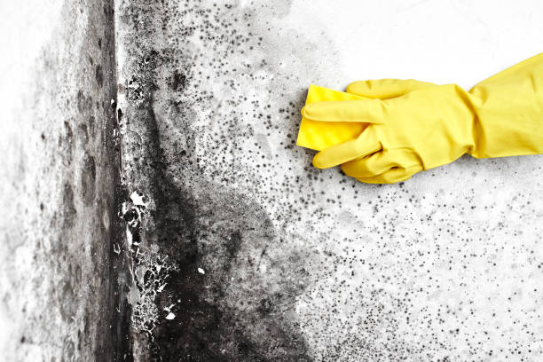 Best Black Mold Removal  in Carrollton, VA