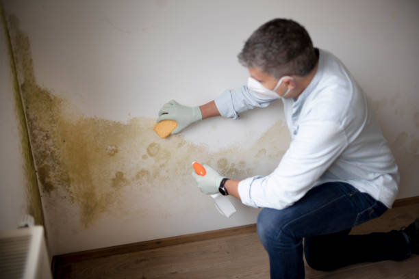 Professional Mold Removal in Carrollton, VA